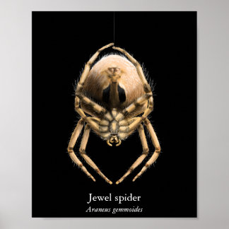 Poster Cartaz do Aranha Jóia (Semi-Brilho)