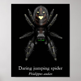 Poster Cartaz do Aranha Saltadora Audaciosa (Semi-Brilho)
