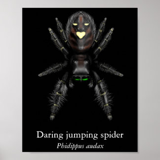 Poster Cartaz do Aranha Saltadora Audaciosa (Semi-Brilho)