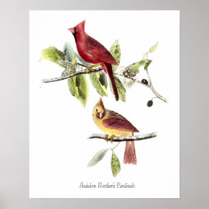 Poster Cartaz do Audubon dos Cardinals do Norte