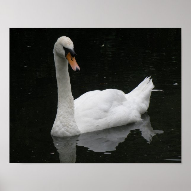 Poster Cartaz do Belo Cisne Branco (Frente)