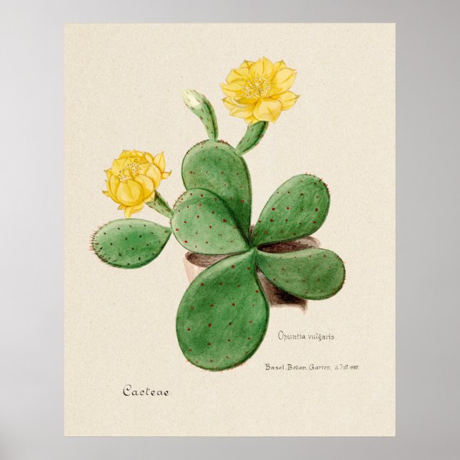 Poster cartaz do Cactus 2 (Frente)