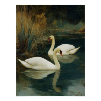 Pôster Cartaz do Casal de Cisnes Preto e Branco
