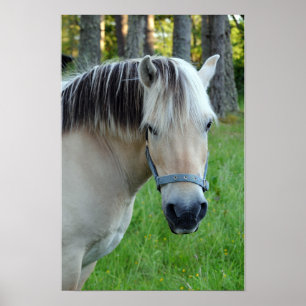 Poster Cartaz do Cavalo Fjord Norueguês