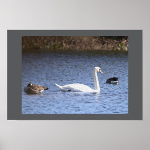Poster Cartaz do Cisne