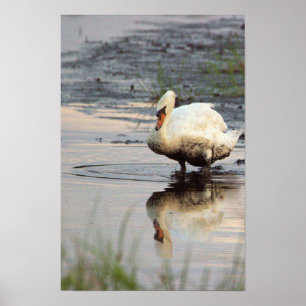 Poster Cartaz do Cisne