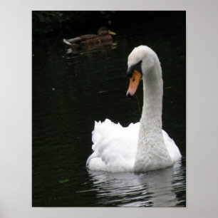 Poster Cartaz do Cisne Branco