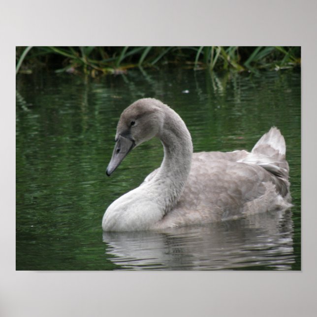 Poster Cartaz do Cisne Gracioso na Água (Frente)