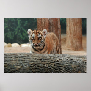 Poster Cartaz do Filhote de Tigre