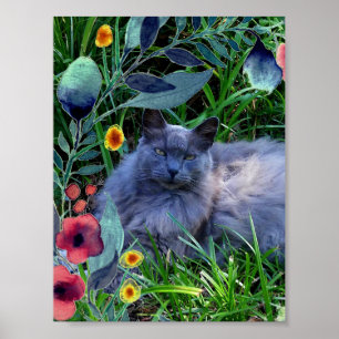 Poster Cartaz do Gato Azul Russo de Cabelo Comprido e Fof