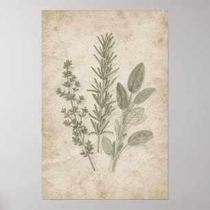 Poster Cartaz do Herbário de Alecrim Tomilho e Salva Vint