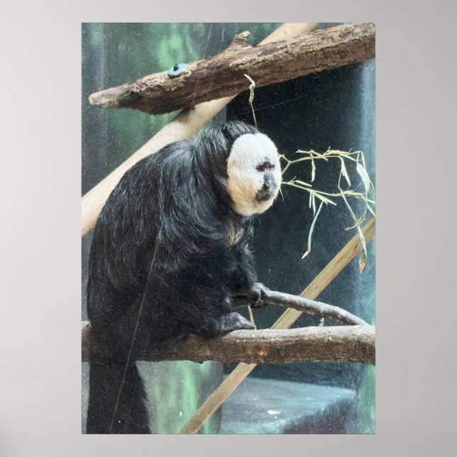 Poster Cartaz do Macaco Saki de Cara Branca (Frente)