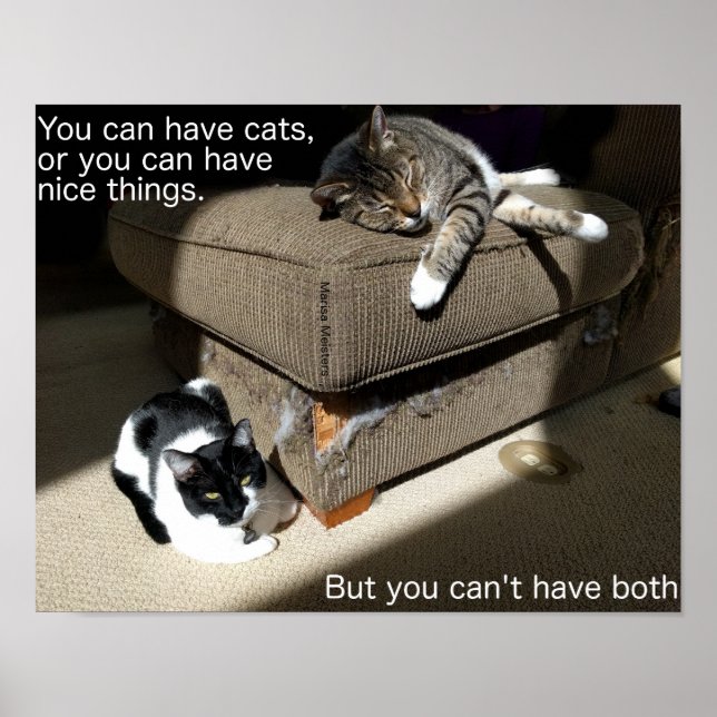 Poster Cartaz do Meme Sobre Gatos (Frente)