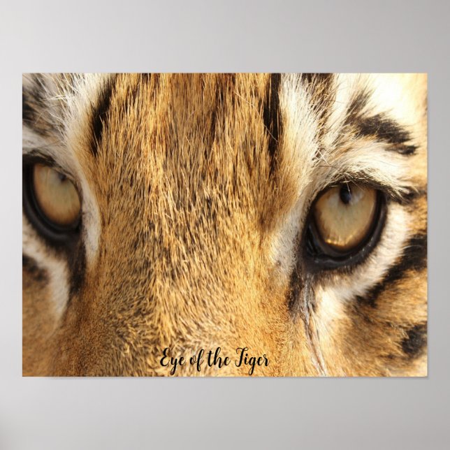 Poster Cartaz do Olho do Tigre Grande Felino (Frente)