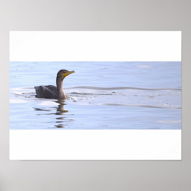 Poster Cartaz do Pássaro Cormorão de Dupla Crista (Frente)