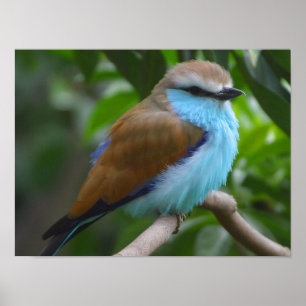 Pôster Cartaz do Pássaro Rola-de-raquete-azul A PARTIR DE