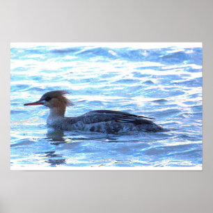 Poster Cartaz do Pato Mergulhão Encapuzado