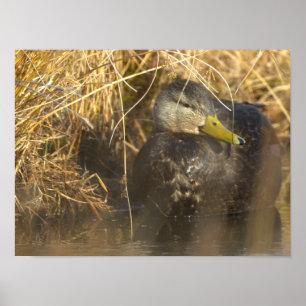 Poster Cartaz do Pato-Preto-Americano