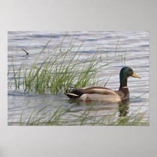 Poster Cartaz do Pato-real