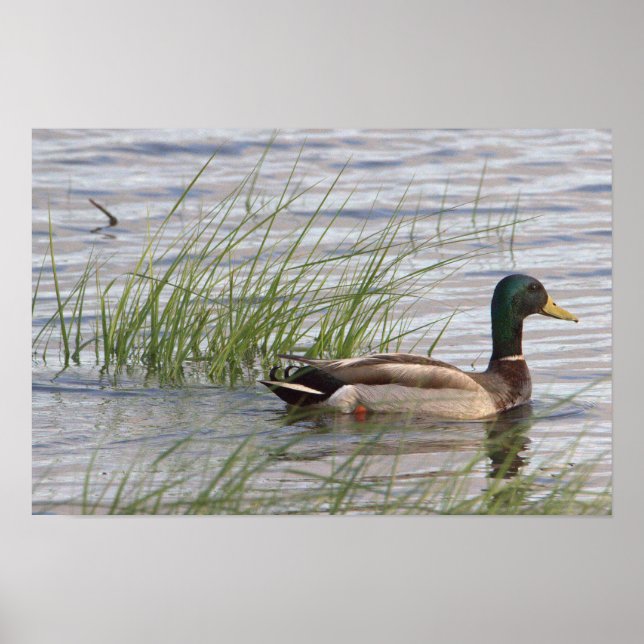Poster Cartaz do Pato-real (Frente)