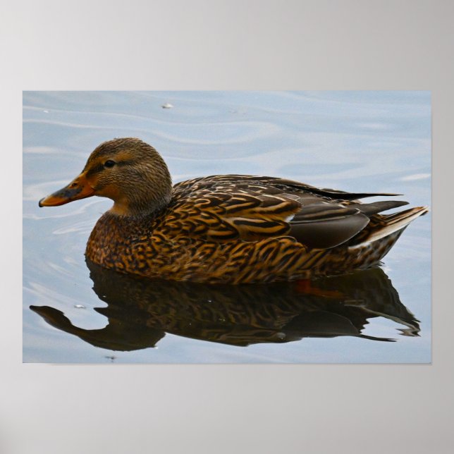 Poster Cartaz do Pato-real (Frente)
