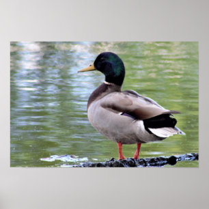 Poster Cartaz do Pato-real