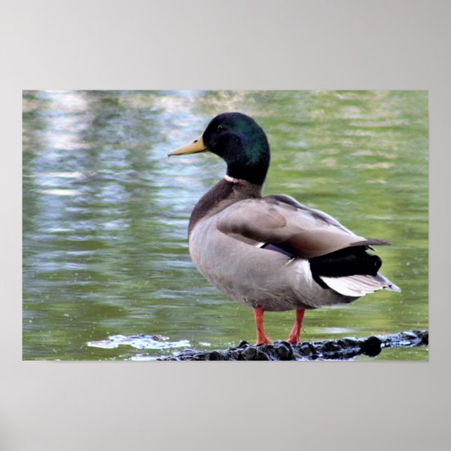 Poster Cartaz do Pato-real (Frente)