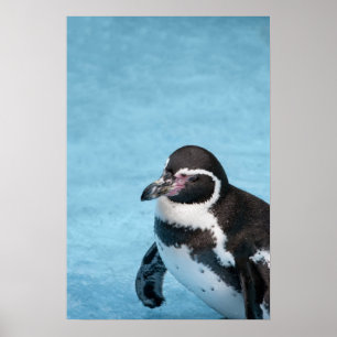 Pôster Cartaz do Pinguim-de-magalhães