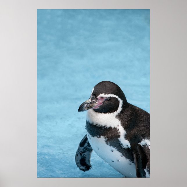 Pôster Cartaz do Pinguim-de-magalhães (Frente)