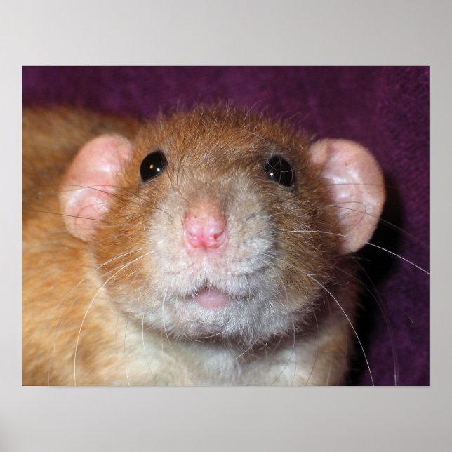 Poster Cartaz do Rato Dumbo (Frente)