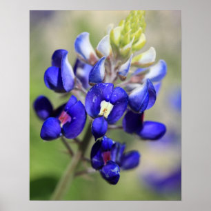 Poster Cartaz do Texas Bluebonnet