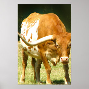 Pôster Cartaz do Texas Longhorn de Perto