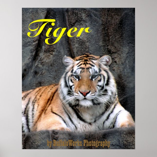 Poster Cartaz do Tigre Descansando (Frente)