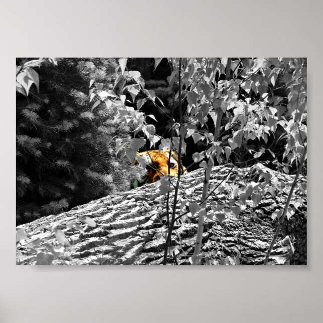 Pôster Cartaz do Tigre Peek-a-boo 18x13cm (Frente)