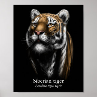 Poster Cartaz do Tigre Siberiano (Semi-Brilho)