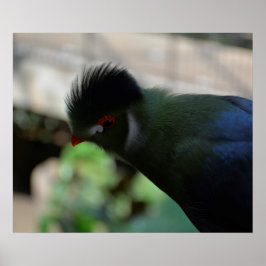 POSTER CARTAZ DO TURACO DA GUINÉ