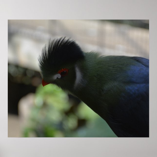 POSTER CARTAZ DO TURACO DA GUINÉ (Frente)