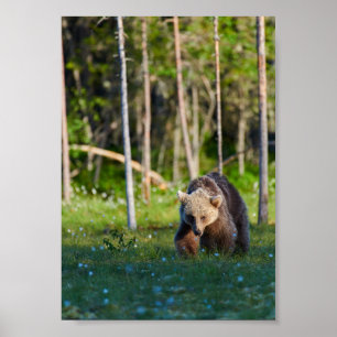 Poster cartaz do urso pardo europeu