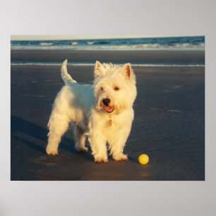 Poster Cartaz do Westie com uma Bola Amarela