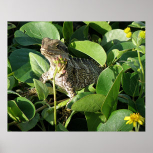 Pôster Cartaz Dragão Escondido Lagarto Austrália ZIZZAGO