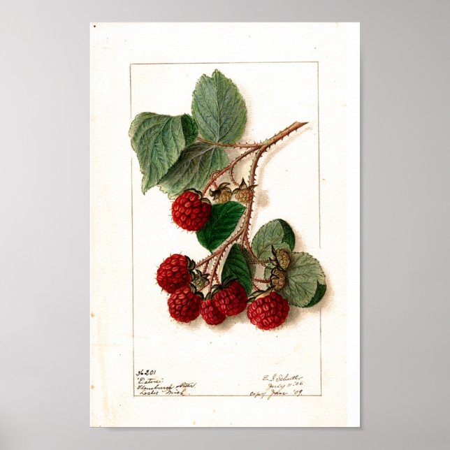 Poster Cartaz - Eaton Red Raspberries Ellen Schutt 1906 (Frente)