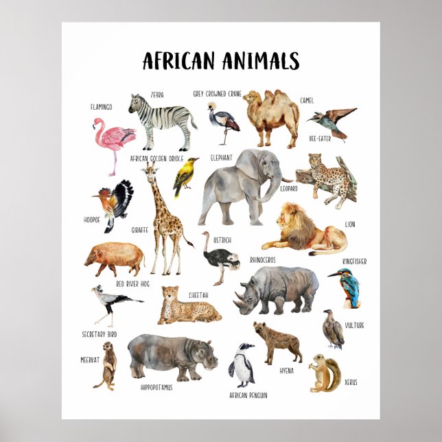 Poster Cartaz Educativo de Animais Africanos para Sala de (Frente)