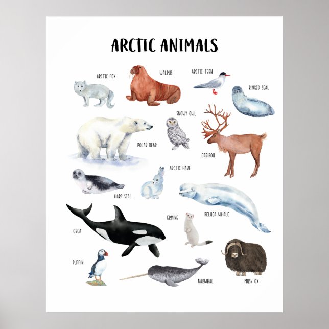 Poster Cartaz Educativo de Animais do Ártico para Sala de (Frente)