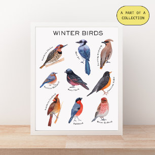 Pôster Cartaz Educativo de Aves de Inverno