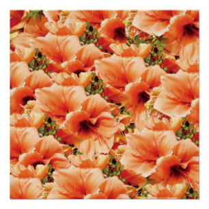 Pôster Cartaz Floral