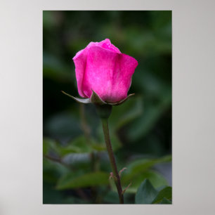 Poster Cartaz Fotografia Rosa Rosa Elegante