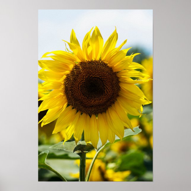 Poster Cartaz - Girassol Isolado (Frente)