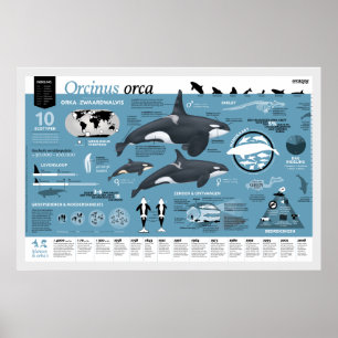 Pôster Cartaz infográfico - edição holandesa