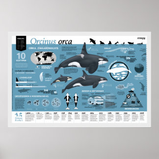 Pôster Cartaz infográfico - edição holandesa