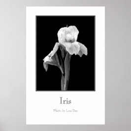 Pôster Cartaz 'Iris'